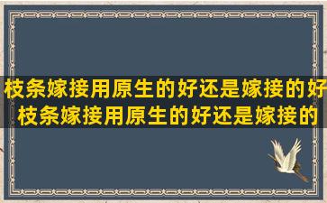 枝条嫁接用原生的好还是嫁接的好 枝条嫁接用原生的好还是嫁接的好呢视频